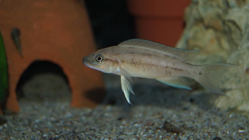Neolamprologus longicaudatus 'Bilila (Kavala) Island'